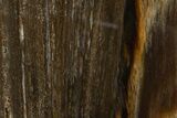 Colorful Polished Petrified Wood Stand Up - Utah #303002-1